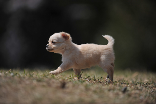 第4回 走るペット 動くペットを撮る 1 シャッター速度とピント合わせ 内山晟の ペット写真 動物写真の撮り方 スタジオグラフィックス