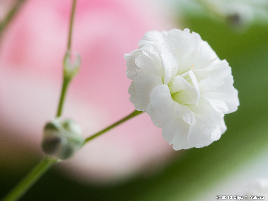 スタジオグラフィックス 薮田織也のデジカメ１ ２ ３第２回 小さな花を大きく撮るには 前編