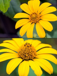 写真06一輪の花の場合 どちらも絞り値は f/11 だが、上は花弁全体にピントが合うようにして撮影し、下は蕊の手前にピントを合わせてみた。