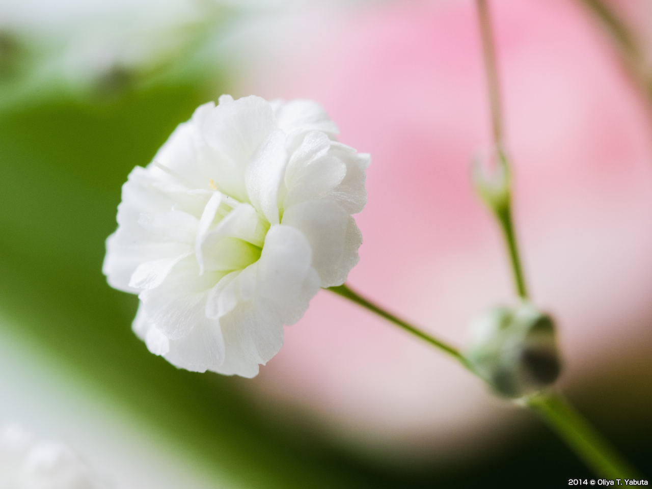 写真10背景に色の異なる花や葉を配置する 被写体である花と違う色を背景に配置したり、暗い背景を選ぶことで花を引き立てることができる。 Olympus OM-D E-M1　50mm 単焦点 macro + エクステンションチューブ f/8　1/4 秒　ISO：400