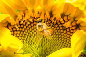 写真12向日葵と蜜蜂 ストロボを手持ちでカメラから離し弱めに発光。 Nikon D800 + 90mm 単焦点マクロ + ストロボ　f/25　1/200　ISO：800