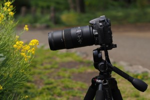 3WAY雲台にセットしたカメラと三脚で鮮やかな色合いの菜の花を撮影