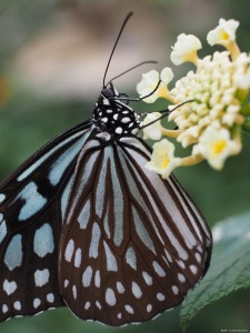 写真07作品例 「PA296621」10mm の接写リングと M.ZUIKO DIGITAL ED 12-40mm F2.8 PRO を組み合わせテレ端の 40mm にして花にとまる蝶を撮影。蝶のカラダの毛や羽根の細かい質感まで捉えることができる。