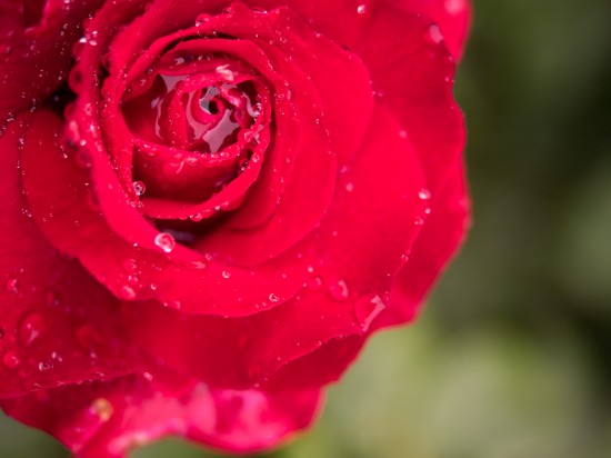 雨に濡れ、花のなかに水を湛える薔薇の花。とても瑞々しい。EXUS レンズプロテクターフィルター使用。