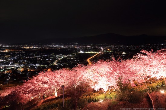 夜桜＋俯瞰夜景