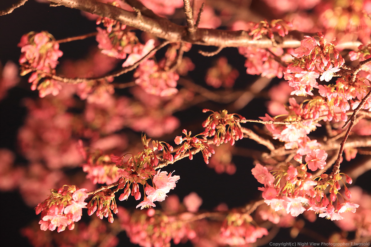 夜景写真家 岩崎拓哉の夜景撮影講座第4回 夜桜の撮り方 前編 スタジオグラフィックス