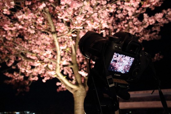夜桜の撮影風景