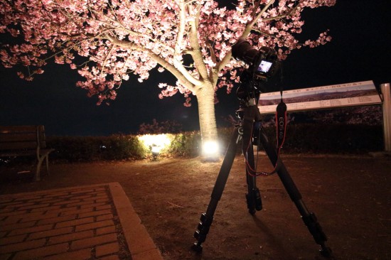 夜桜撮影のセッティング風景
