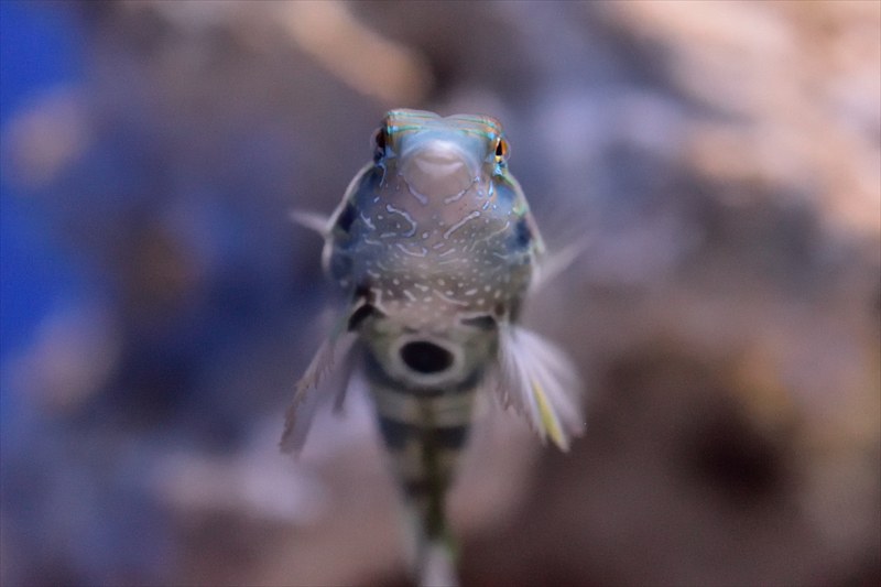 魚の正面顔はちょっぴり間が抜けていて、でもとても愛らしい
