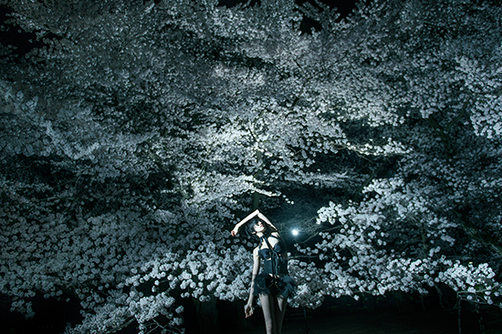 憬さんの作品にある幻想的な「 桜の写真 」も、背景にまんべんなく桜がうつりこんでいるんですが、まさしく「 桜の壁 」。
