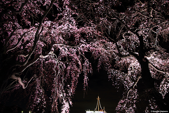 山下公園でライトアップされた桜を撮影。周辺まで流れること無く解像している　　Canon EOS 7D MarkⅡ　14mm　絞り優先 AE（  f2.0　1/25 秒 ）　-1.0EV 補正　ISO：800　WB：オート　RAW
