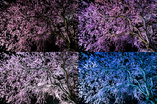 露出設定とストロボのカラーフィルターを変えながら撮った４枚の夜桜写真。無風の夜ではあったが、安定した三脚無しでは設定変更時に微妙にズレてしまう恐れがある