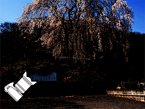 15 秒の長秒露光中に、桜の下を移動しながら手動でストロボを数回フル発光させて撮影。