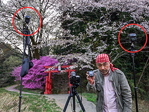 ストロボｃ（ 左 ）とｄ（ 右 ）をカメラの後ろに設置して撮影。ストロボｃは下手のヤマツツジの上にある桜全体をライティング。ストロボｄは上手にあるメインの被写体、ソメイヨシノをライティングするために設置した。