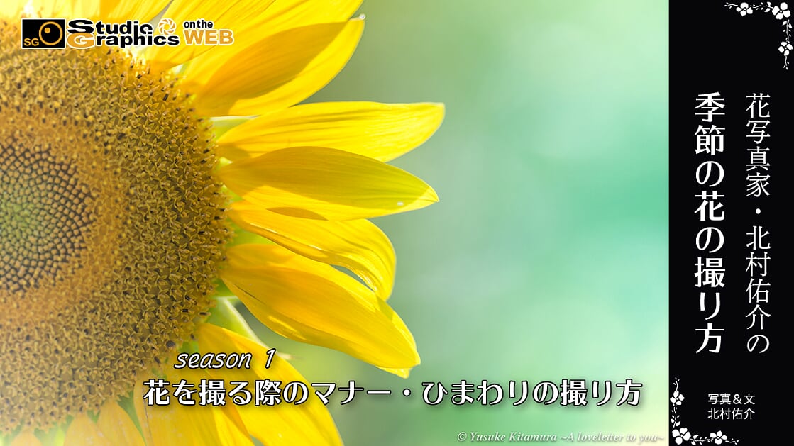 花写真家 北村佑介の季節の花の撮り方season１ 花を撮る際のマナー ひまわりの撮り方 スタジオグラフィックス