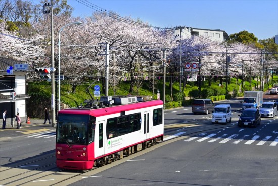 焦点距離：40 mm / シャッター速度：1/320秒 / 絞り数値：F 10 / ISO感度：200　唯一の都電となった荒川線。王子駅近くの飛鳥山は桜の名所としても有名だ。