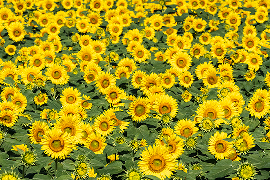 北杜市明野サンフラワーフェスの向日葵畑は、向日葵を間近で見上げるように撮ることはもちろん、小高い場所から向日葵を見下ろしても撮れる