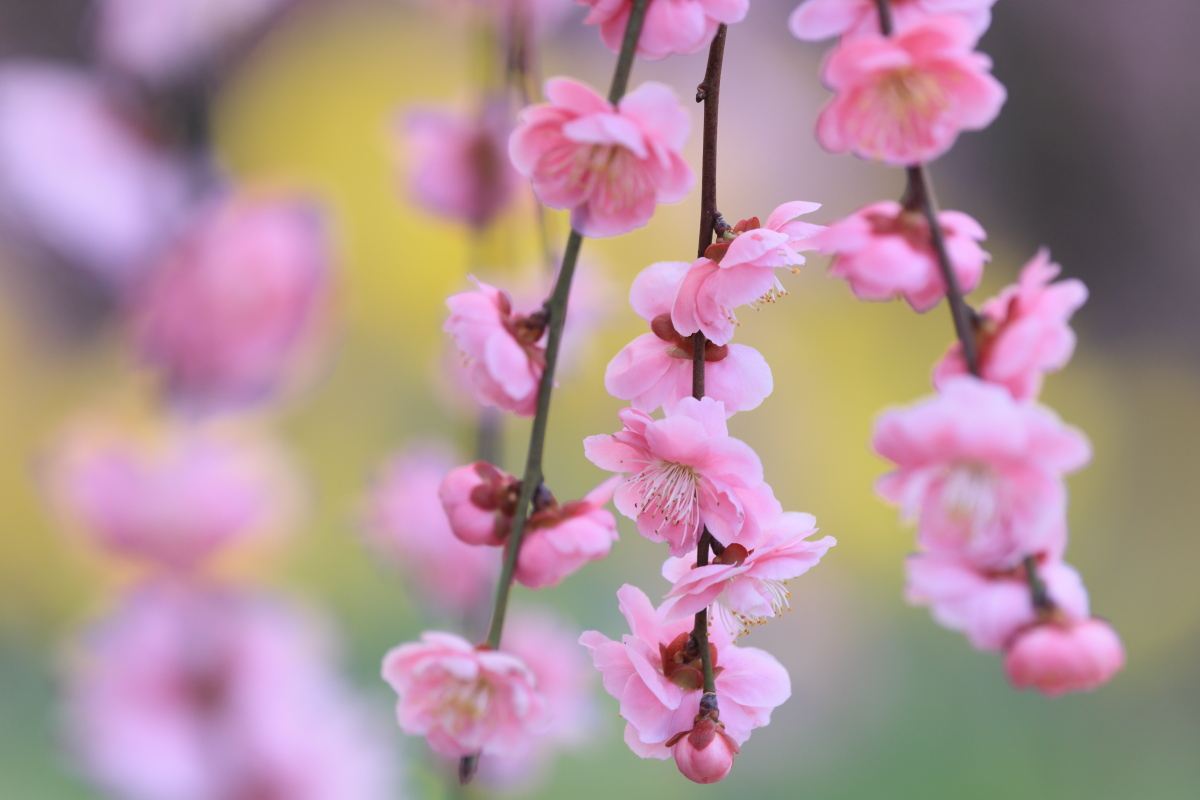 【SGオンライン講座】焦点距離別レンズ攻略講座 （全３回）  講師：斎藤裕史